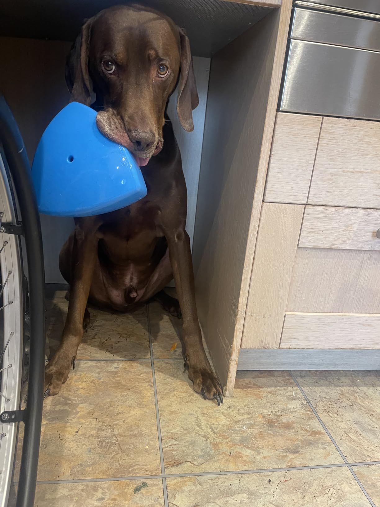 Interactive Dog Treat Dispenser & Puzzle Feeder – Unique Self-Propelling Roller Toy