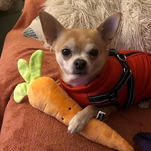 Cute Carrot - Plush Toy for Dogs