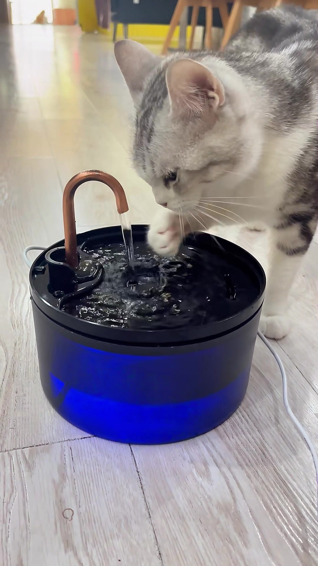 Cat Water Fountain