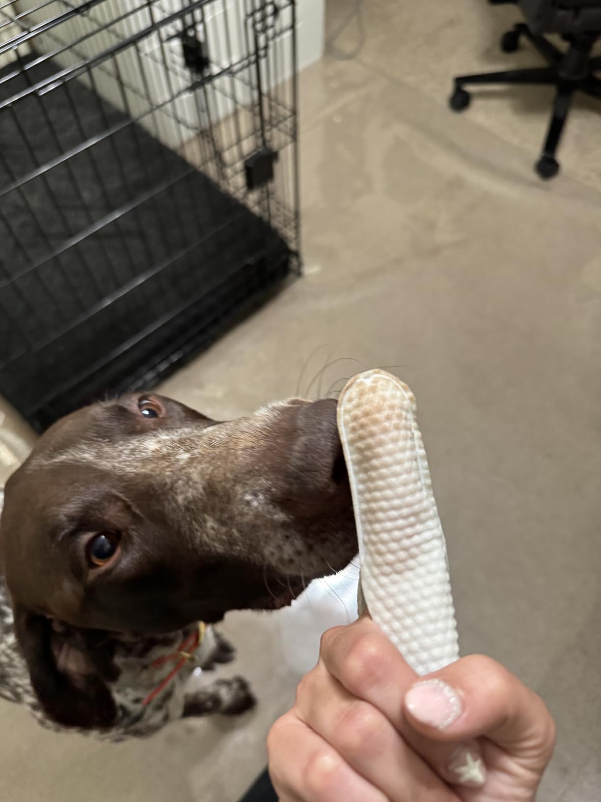 Dog Ear Cleaning Finger Wipes with Aloe Vera & Eucalyptus