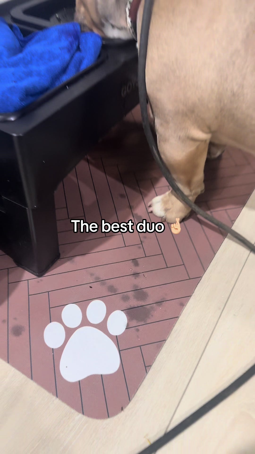 Premium Quick-Drying Pet Feeding Mat