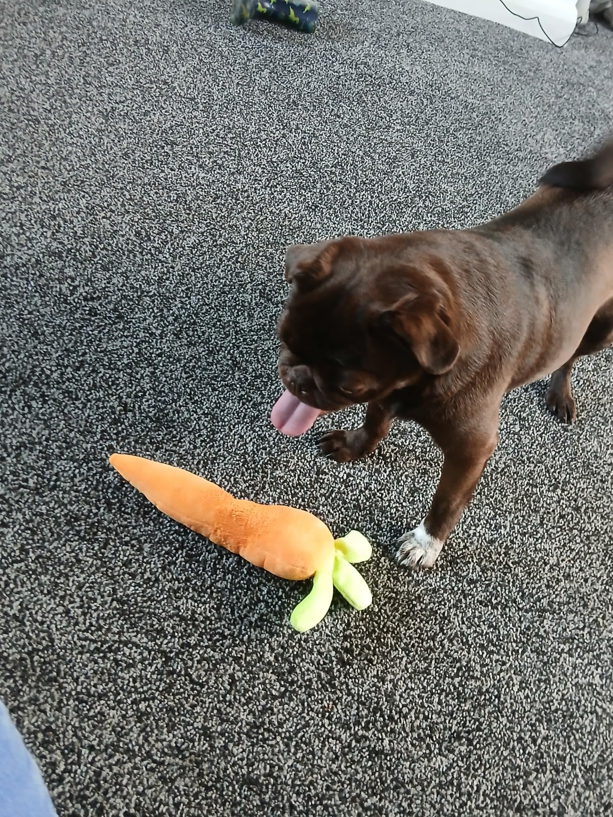Cute Carrot - Plush Toy for Dogs