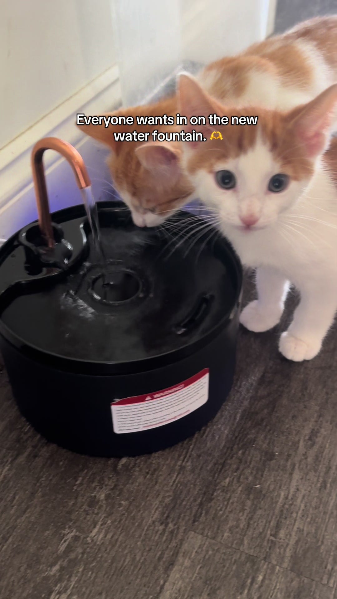 Cat Water Fountain