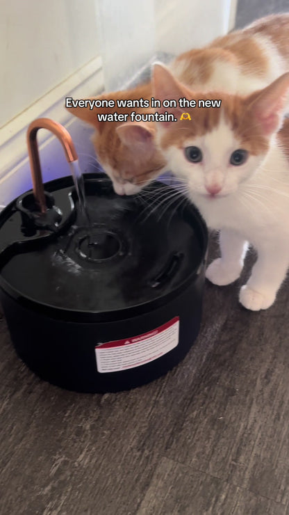 Cat Water Fountain