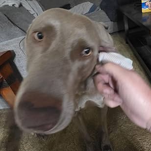 Dog Ear Cleaning Finger Wipes with Aloe Vera & Eucalyptus