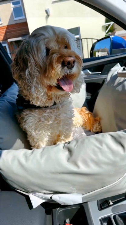 Gray - Pet Travel Car Seat