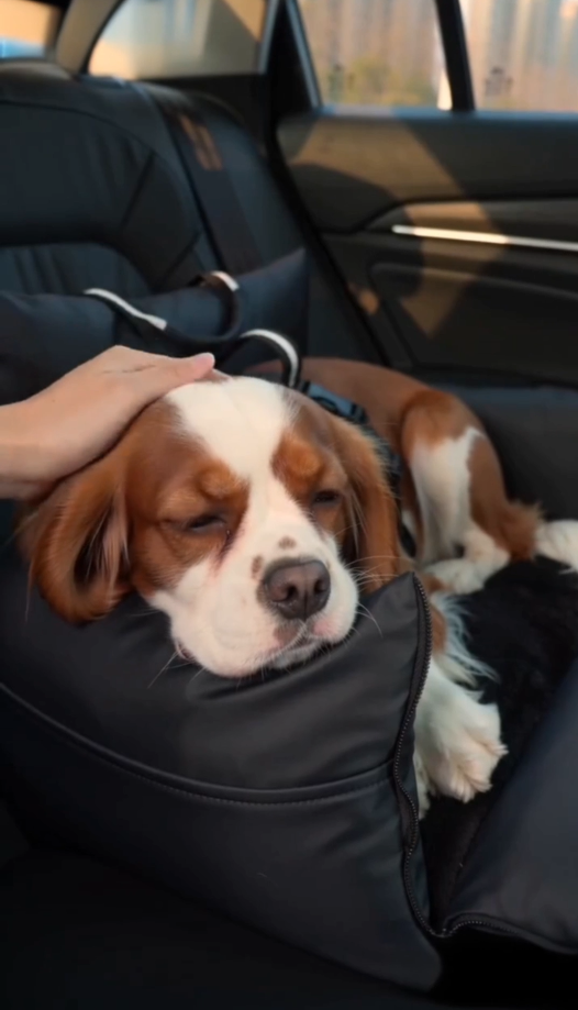 Black - Pet Travel Car Seat