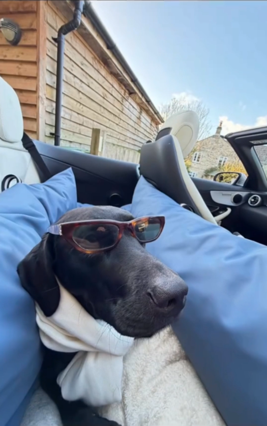 Dark Blue - Pet Travel Car Seat