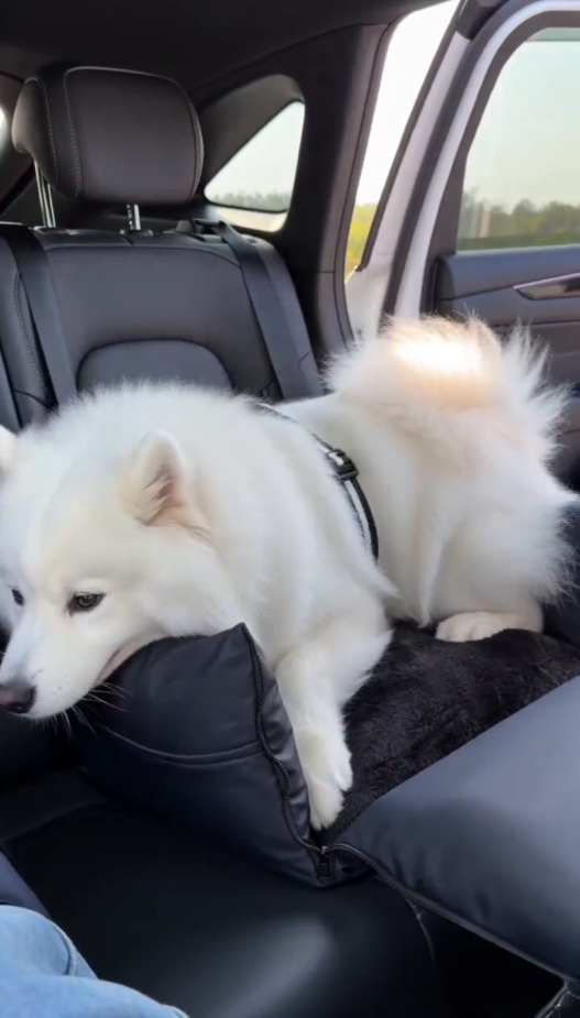Black - Pet Travel Car Seat