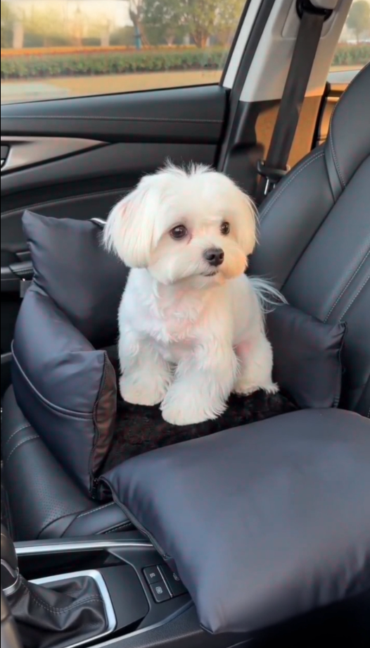Black - Pet Travel Car Seat