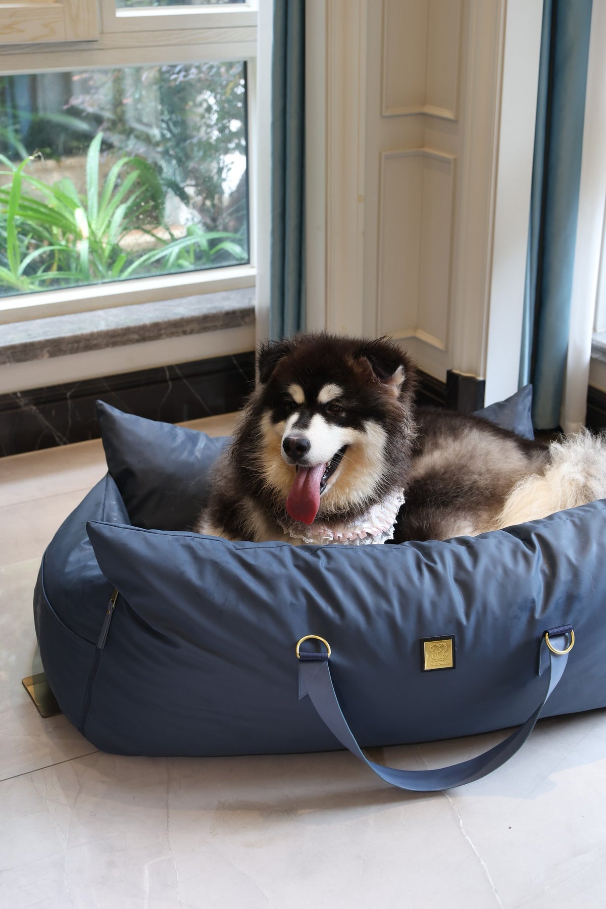 Alaskan Malamute lying in the XL navy petsperro dog car seat bed at home by the window