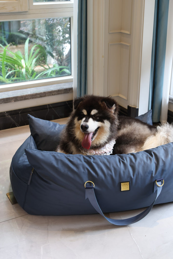 Alaskan Malamute lying in the XL navy petsperro dog car seat bed at home by the window
