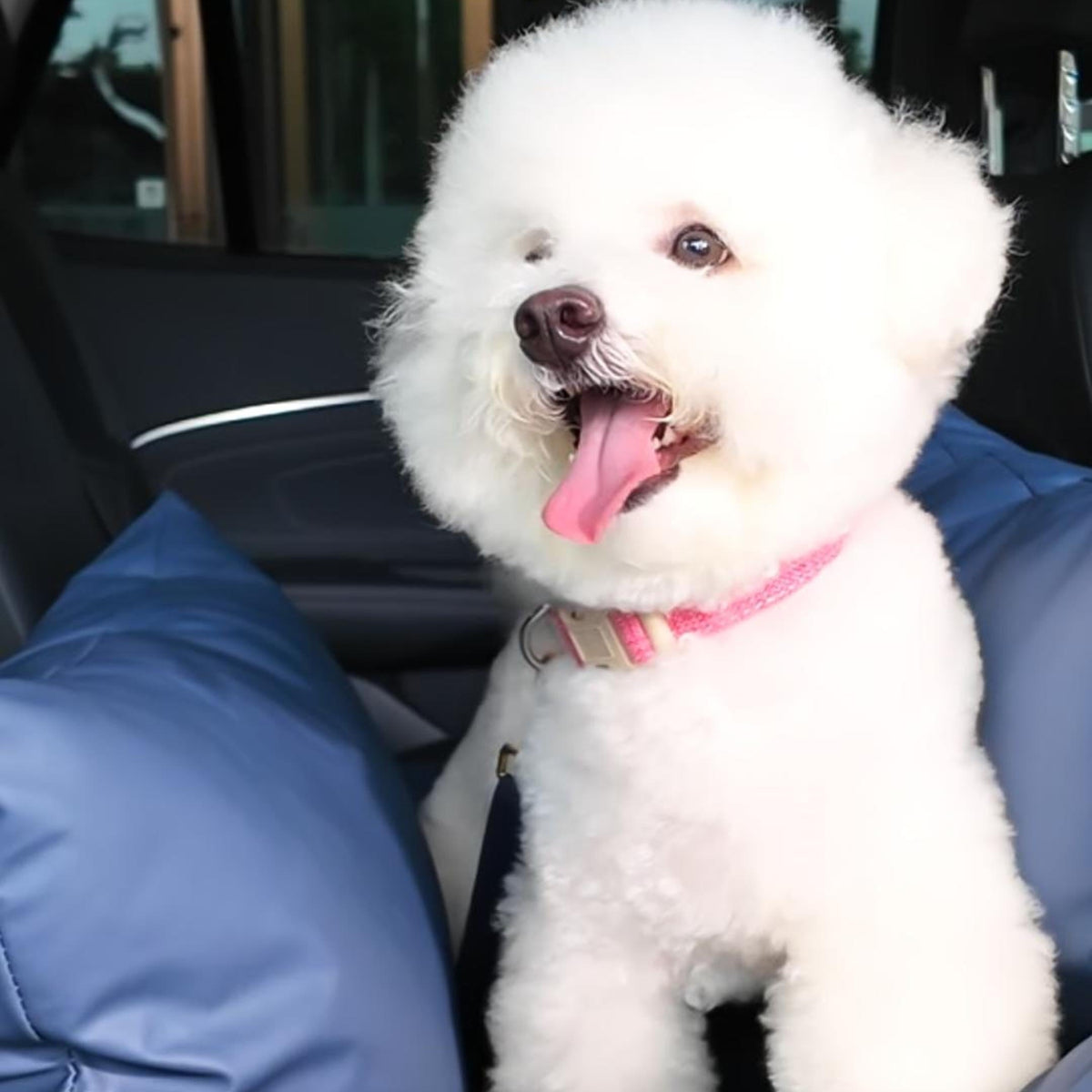 Bichon Frise sitting in the navy vegan leather petsperro luxury dog car seat on a car back seat